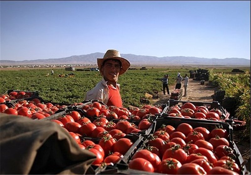 برداشت 96هزار تن گوجه فرنگی از مزارع بندرخمیر