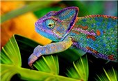 Chameleons Use Colorful Language to Communicate