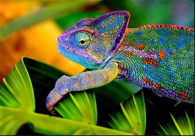 Chameleons Use Colorful Language to Communicate