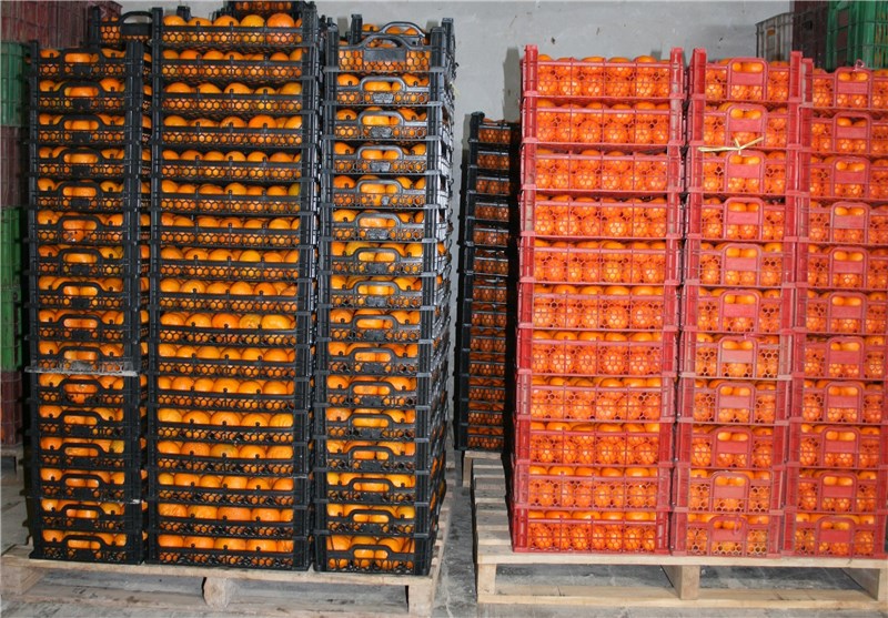 توزیع 70 هزار تن سیب و پرتقال شب عید از امروز با 10 تا 20درصد تخفیف