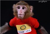 اختصاصی/ &quot;میمون‌های فضانورد ایرانی&quot; حالا 12 سال پس از پرتاب کجا هستند؟! + تصاویر