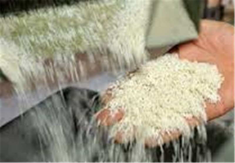 خزانه‌گیری برنج در گیلان آغاز شد