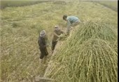 5 هزار تن کنجد از سطح مزارع قلعه‌گنج برداشت می‌شود