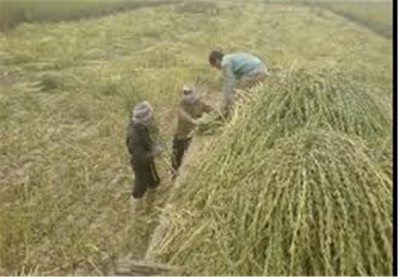 گزارش| کاشت کنجد مورد استقبال کشاورزان آذربایجان‌غربی قرار گرفت