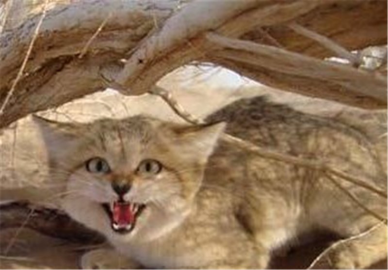 نجات چهار قلاده گربه شنی در سیستان و بلوچستان