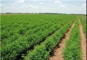پوشش 750 هکتار زمین کشاورزی با شبکه فرعی آبیاری سد کریت