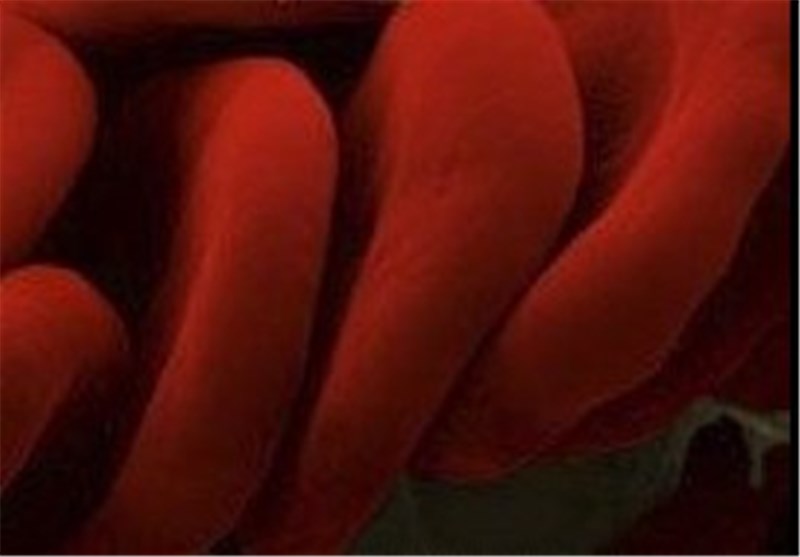 Booster of Red Blood Cells Synthesized for First Time