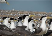 تخم‌گذاری ده‌ها گونه پرنده در تالاب بین‌المللی هامون