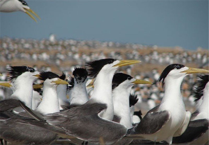 تخم‌گذاری ده‌ها گونه پرنده در تالاب بین‌المللی هامون