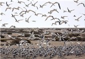 100 هزار پرنده در پارک ملی دریایی دیر- نخیلو در استان بوشهر سرشماری شد