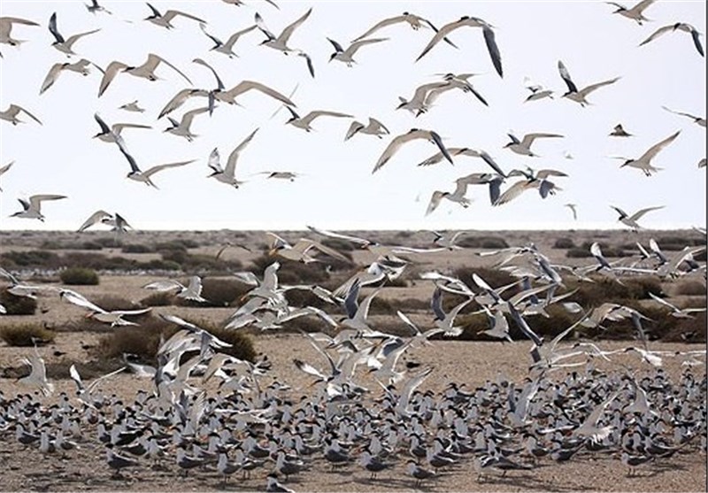 فروش پرندگان زنده در شهرستان دهاقان ممنوع شد