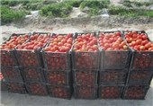 افزایش 20 درصدی تولید گوجه فرنگی در سیریک