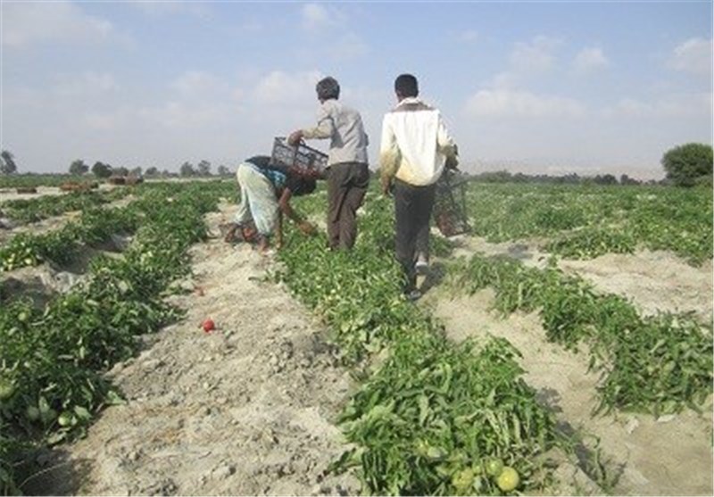 صدور پروانه استاندارد تشویقی به گوجه‌فرنگی کاران بوشهری