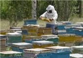 اصفهان| استمرار خشکسالی و ریزگردها سبب کاهش تولید عسل در شهرضا شده است