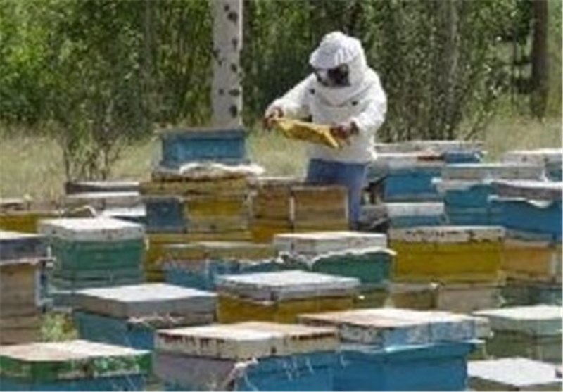 افزایش 20 درصدی کلونی‌های زنبورعسل تالش