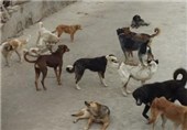 پاکسازی مرکز خرید و فروش پرندگان زینتی از فروش غیرقانونی سگ