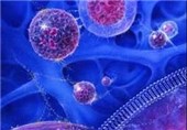 پژوهشگران دامغانی موفق به کشت سلول‌های بنیادین بالغ شدند