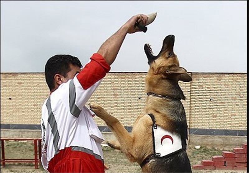 آموزش سگ‌های زنده‌یاب با گویش فارسی،سگ‌های موادیاب با زبان فرانسوی