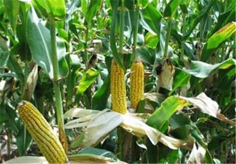 بیش از 80 درصد بذر ذرت کشور در استان اردبیل تولید می‌شود