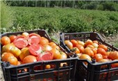 300 تن گوجه فرنگی ارگانیک در شهرضا تولید شد