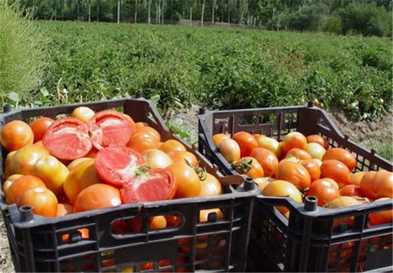 300 تن گوجه فرنگی ارگانیک در شهرضا تولید شد