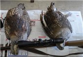 8 گروه از متخلفان زنده‌گیری پرندگان شکاری در اصفهان دستگیر شدند