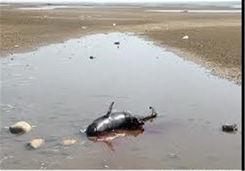 کشف لاشه 2متری یک دلفین در جزیره هنگام