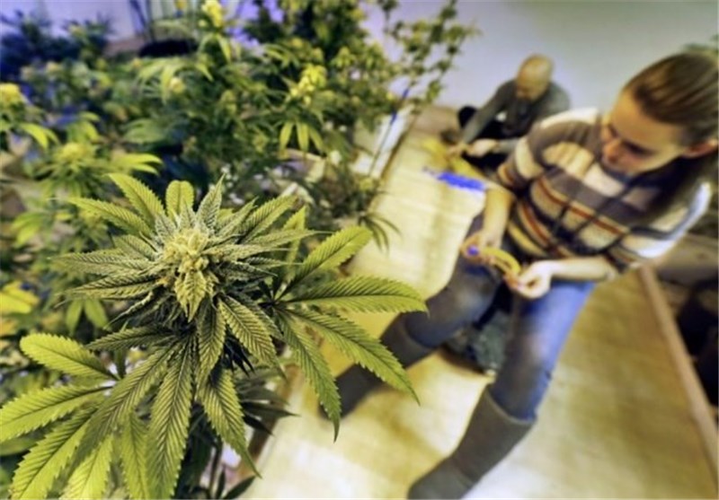 New York Looks to Loosen Marijuana Laws