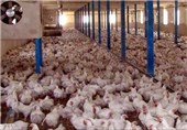 طرح پیشگیری از آنفولانزای مرغی در قزوین اجرا می‌شود