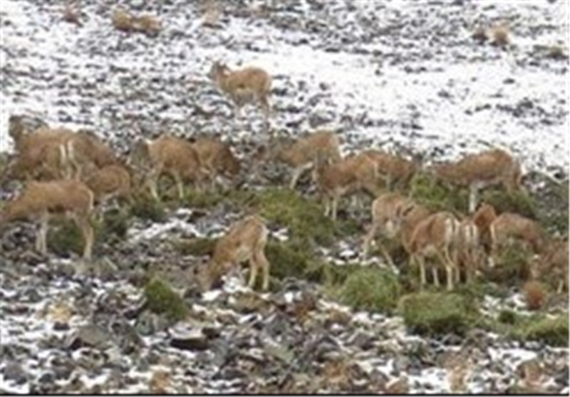 وجود بیش از 12 گونه پستاندار در منطقه حفاظت شده کرکس نطنز