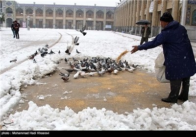 بارش برف در شیراز