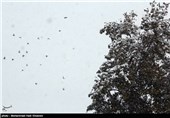 بارش برف در شیراز