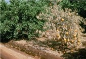 کاهش خسارت مبارزه با مگس مدیترانه‌ای در باغات چالوس