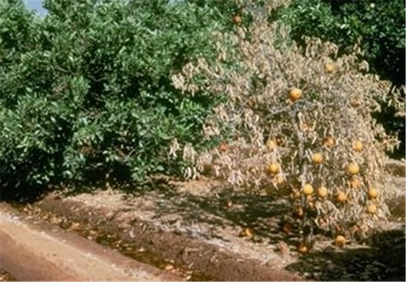 برداشت 2 هزار تن نارنگی از باغات چالوس