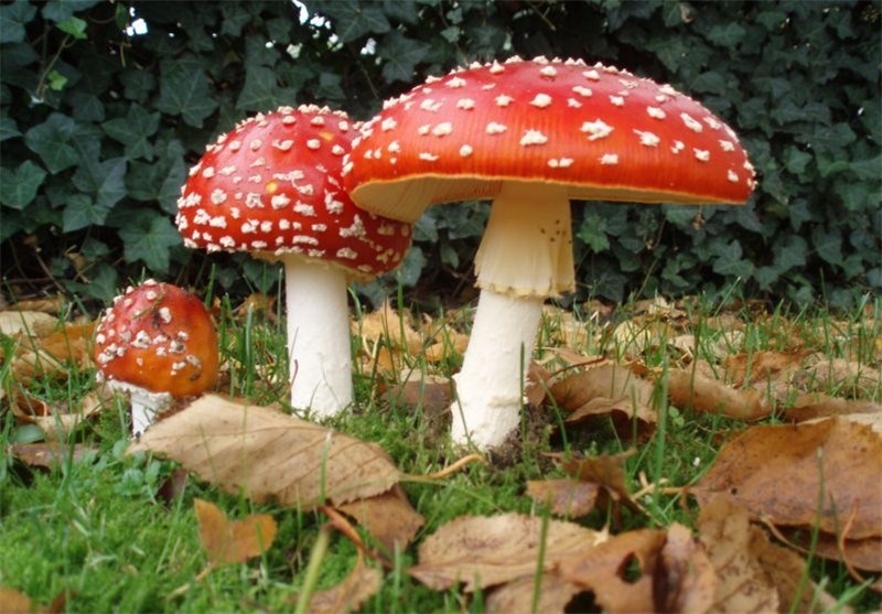 Newest Weapon against Climate Change: Little Mushrooms