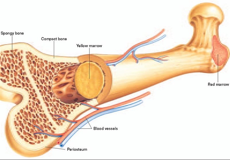 Scientists Develop Artificial Bone Marrow