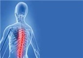 Major Discovery on Spinal Injury Reveals Unknown Immune Response
