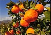 کمبود نارنگی در اصفهان/ موانع واردات میوه برداشته شود