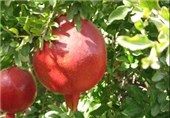 تولید محصول انار در 2100 هکتار از اراضی شهرستان فردوس