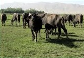تولید روزانه 600 کیلو شیر گاومیش در شهرستان شهرضا