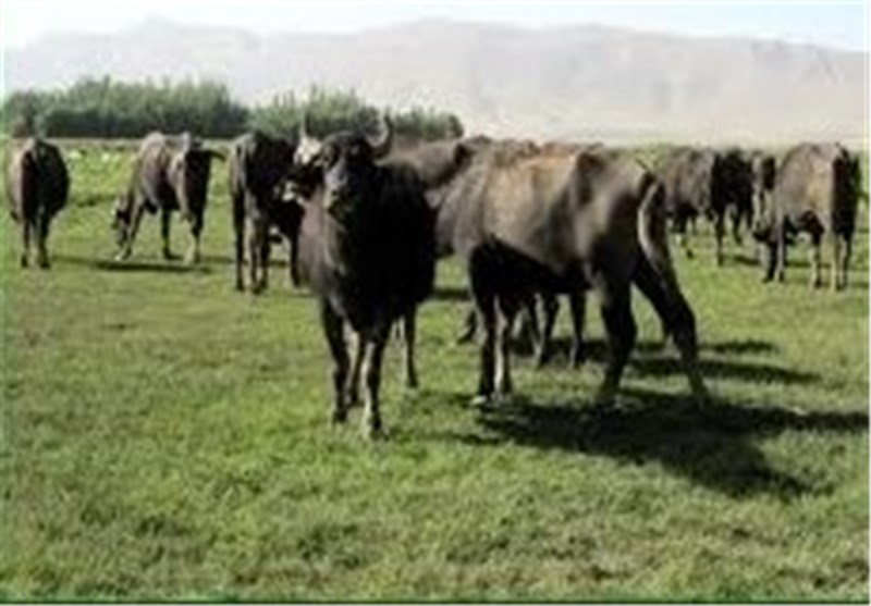 تولید روزانه 600 کیلو شیر گاومیش در شهرستان شهرضا
