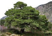 دستورات ویژه مسئولان دولتی پس از تذکر رهبر انقلاب درباره حفظ درخت ها