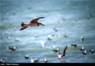 غذا دادن به پرندگان ساحلی به مناسبت روز ملی حیوانات - بوشهر