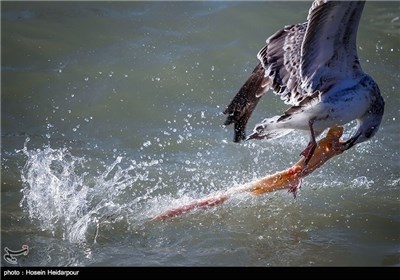 غذا دادن به پرندگان ساحلی به مناسبت روز ملی حیوانات - بوشهر