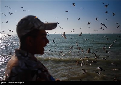 غذا دادن به پرندگان ساحلی به مناسبت روز ملی حیوانات - بوشهر