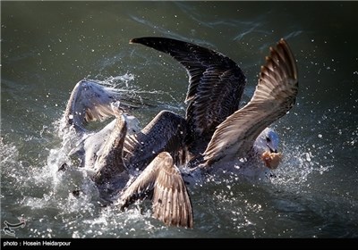 غذا دادن به پرندگان ساحلی به مناسبت روز ملی حیوانات - بوشهر