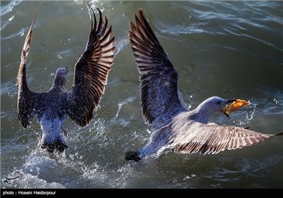 غذا دادن به پرندگان ساحلی به مناسبت روز ملی حیوانات - بوشهر