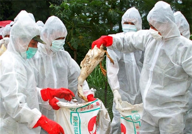 آنفلوانزای مرغی این بار در جنوب چین قربانی گرفت