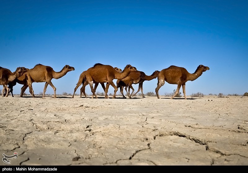 سیستان و بلوچستان| مرگ ده‌ها جنین شتر به علت خشکی تالاب هامون