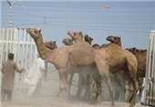 سیستان و بلوچستان در تولید گوشت شتر در کشور پیشرو است